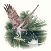 Схема для вышивания крестом "Скопа в полете//Osprey in Flight" Heritage Crafts